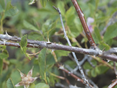 Rosa pisocarpa