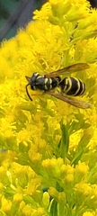Vespula maculifrons