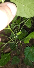 Solanum emulans