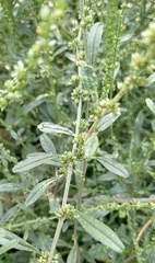 Amaranthus palmeri
