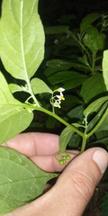 Solanum emulans