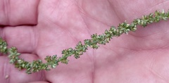 Amaranthus palmeri