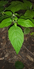 Solanum emulans