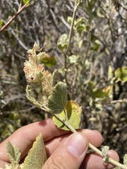 Malacothamnus marrubioides