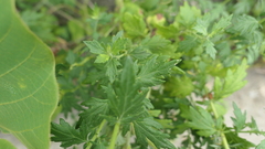 Chrysanthemum indicum