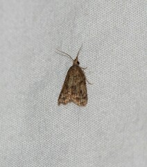 Platynota idaeusalis