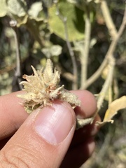 Malacothamnus marrubioides