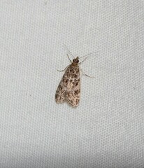 Eudonia heterosalis