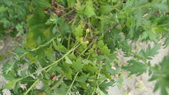 Chrysanthemum indicum