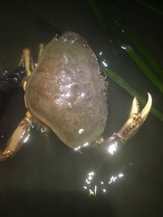 Metacarcinus magister