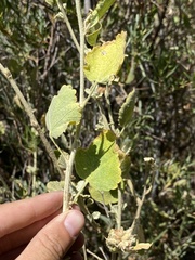 Malacothamnus marrubioides
