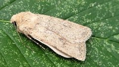 Euxoa spumata