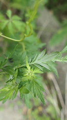Chrysanthemum indicum