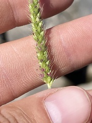 Setaria parviflora