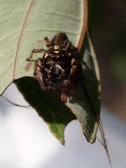 Eris militaris