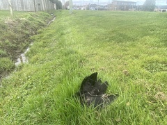 Porphyrio melanotus melanotus