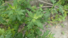 Chrysanthemum indicum