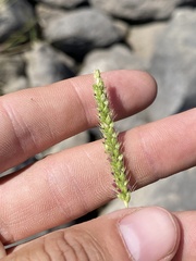 Setaria parviflora