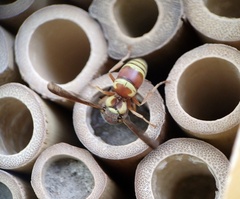 Euodynerus pratensis