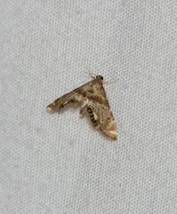 Petrophila fulicalis