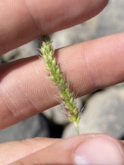 Setaria parviflora