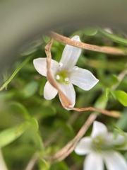 Bacopa
