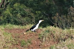 Microcarbo melanoleucos