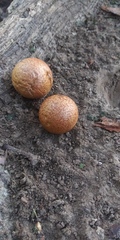 Amphibolips quercusjuglans