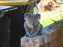 Phascolarctos cinereus