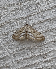 Parapoynx badiusalis