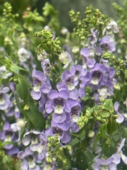 Angelonia
