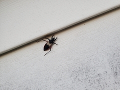 Microtomus purcis
