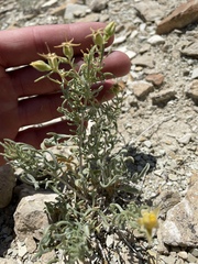 Mentzelia multicaulis