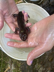 Dicamptodon tenebrosus