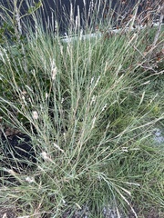 Bothriochloa laguroides
