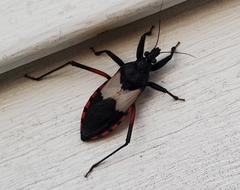 Microtomus purcis