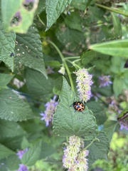 Labidomera clivicollis