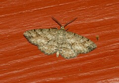 Melanolophia canadaria