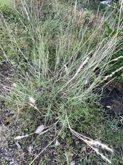 Bothriochloa laguroides