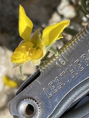 Mentzelia multicaulis