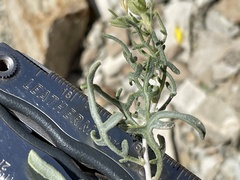 Mentzelia multicaulis