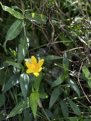 Zephyranthes citrina