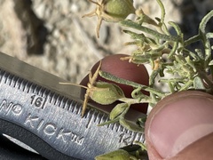 Mentzelia multicaulis