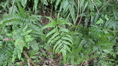 Arachniodes aristata