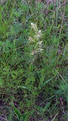 Habenaria novemfida