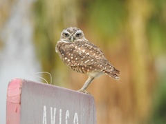 Athene cunicularia