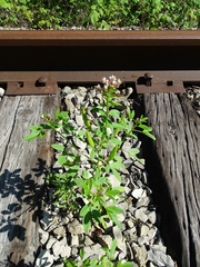 Polanisia dodecandra dodecandra