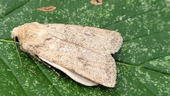 Euxoa tronellus