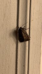 Lacinipolia renigera