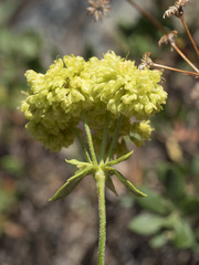 Eriogonum umbellatum modocense